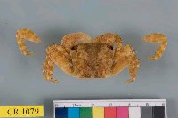 藏品(大額蟹屬)的圖片